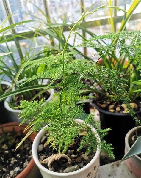 文昌植物|3种“旺文昌”植物，养护有技巧，各有特色，你喜欢哪种？